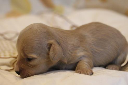 成約済の愛知県のカニンヘンダックスフンド(ロングヘアード)-68202の8枚目
