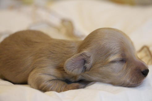 成約済の愛知県のカニンヘンダックスフンド(ロングヘアード)-68202の6枚目