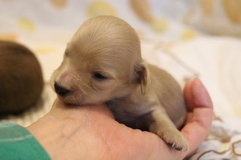 成約済の愛知県のカニンヘンダックスフンド(ロングヘアード)-68202の5枚目