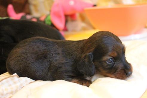 成約済の愛知県のカニンヘンダックスフンド(ロングヘアード)-68112の29枚目