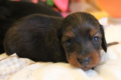 成約済の愛知県のカニンヘンダックスフンド(ロングヘアード)-68112の28枚目