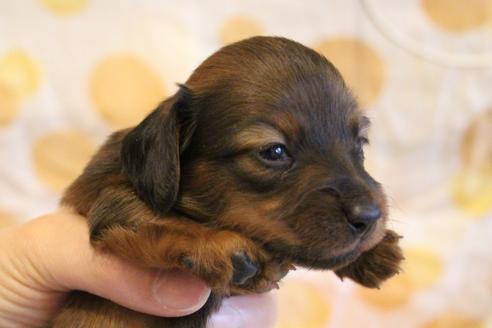 成約済の愛知県のカニンヘンダックスフンド(ロングヘアード)-68112の27枚目