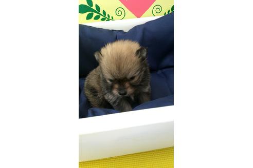 成約済の栃木県のポメラニアン-68394の3枚目