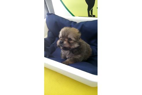 成約済の栃木県のポメラニアン-68394の2枚目