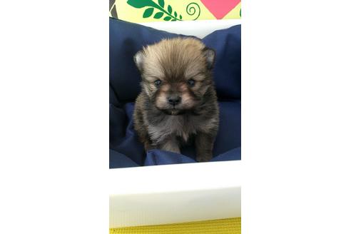 成約済の栃木県のポメラニアン-68394の1枚目