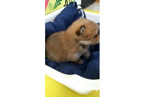 成約済の栃木県のポメラニアン-68395の3枚目