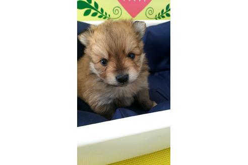 成約済の栃木県のポメラニアン-68395の2枚目