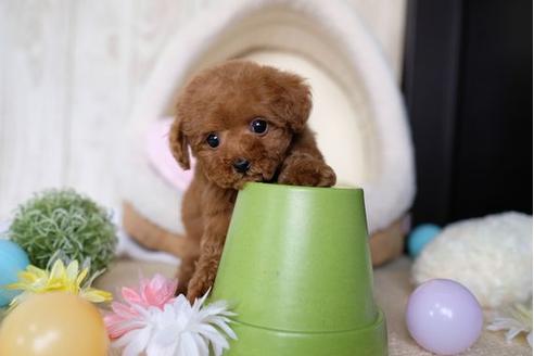 成約済の滋賀県のトイプードル-67789