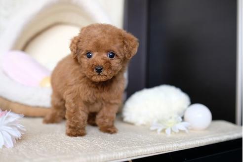 成約済の滋賀県のトイプードル-67789の5枚目