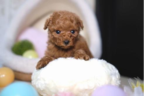 成約済の滋賀県のトイプードル-67789の3枚目