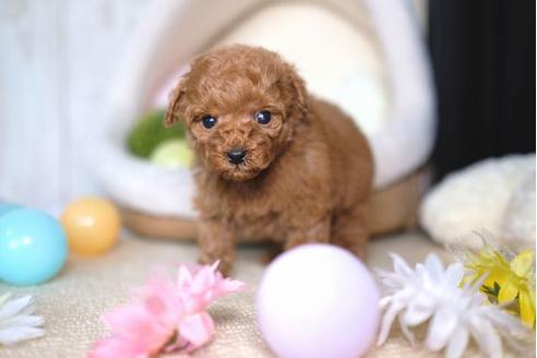 成約済の滋賀県のトイプードル-67789の2枚目