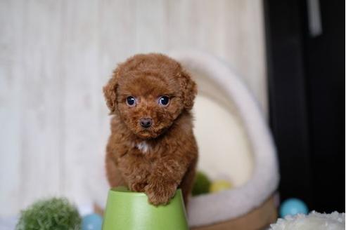 成約済の滋賀県のトイプードル-67790の1枚目