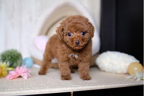 成約済の滋賀県のトイプードル-67790の5枚目