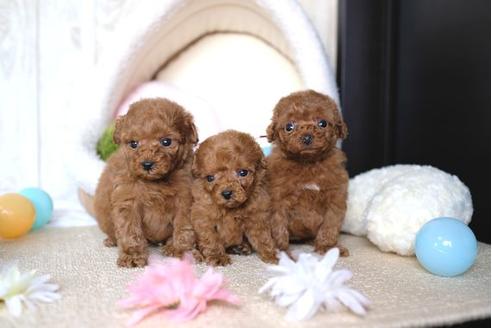 成約済の滋賀県のトイプードル-67790の4枚目