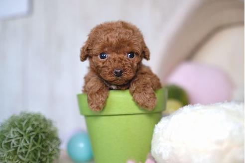 成約済の滋賀県のトイプードル-67790の3枚目