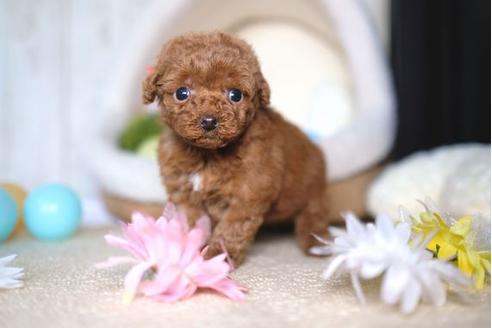 成約済の滋賀県のトイプードル-67790の2枚目