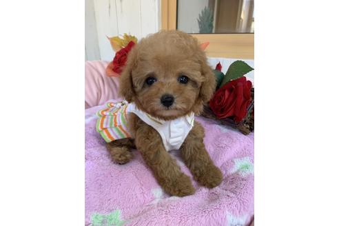 子犬