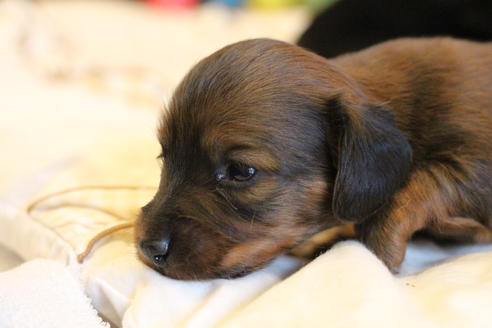 成約済の愛知県のカニンヘンダックスフンド(ロングヘアード)-68113の21枚目