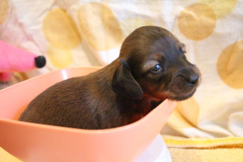 成約済の愛知県のカニンヘンダックスフンド(ロングヘアード)-68113の19枚目