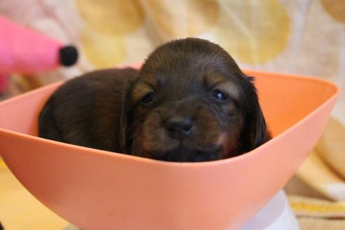 成約済の愛知県のカニンヘンダックスフンド(ロングヘアード)-68113の18枚目