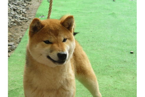 成約済の岡山県の柴犬-56242の1枚目