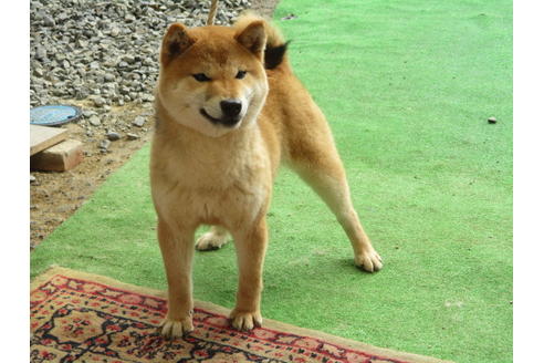 成約済の岡山県の柴犬-56242の2枚目