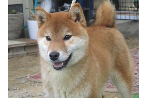 成約済の岡山県の柴犬-56241の1枚目