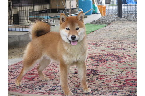 成約済の岡山県の柴犬-56241の2枚目