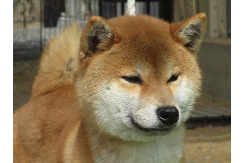 成約済の岡山県の柴犬-56401の1枚目