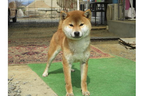 成約済の岡山県の柴犬-56401の2枚目