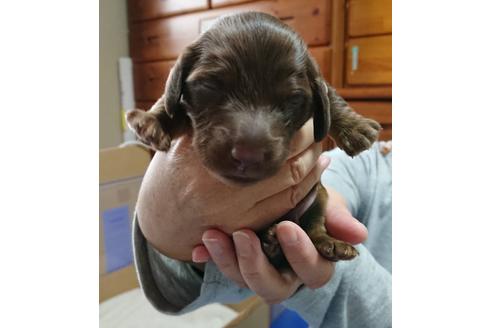 成約済の静岡県のミニチュアダックスフンド(ロングヘアード)-68258の8枚目