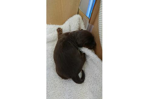 成約済の静岡県のミニチュアダックスフンド(ロングヘアード)-68258の7枚目