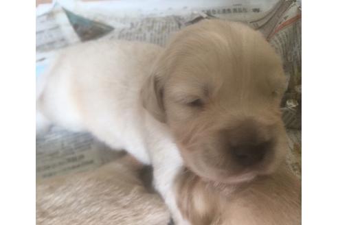 成約済の静岡県のゴールデンレトリーバー-68250の2枚目