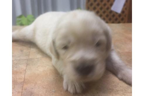 成約済の静岡県のゴールデンレトリーバー-68253の3枚目