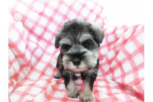 成約済の福岡県のミニチュアシュナウザー-68765