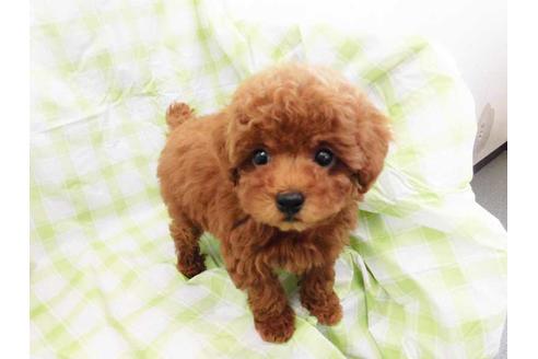 成約済の福岡県のトイプードル-68766