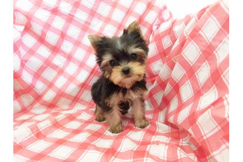 成約済の福岡県のヨークシャーテリア-68767