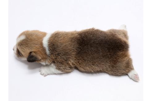成約済の栃木県のウェルシュコーギーペンブローク-68783の2枚目