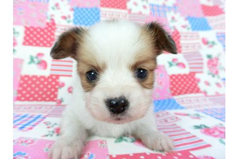 成約済の千葉県のパピヨン-68797の8枚目