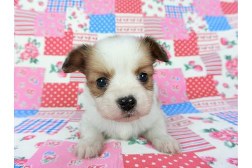 成約済の千葉県のパピヨン-68797の7枚目