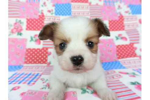 成約済の千葉県のパピヨン-68797の6枚目