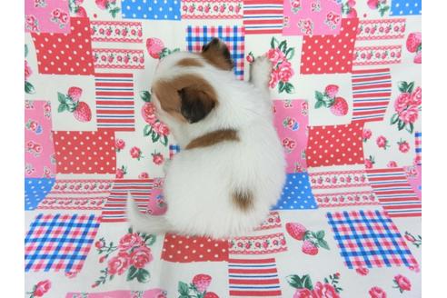 成約済の千葉県のパピヨン-68797の5枚目