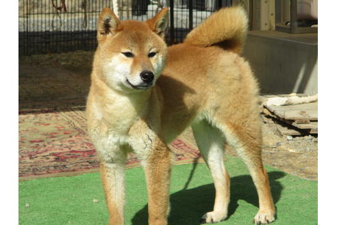 成約済の岡山県の柴犬-68811の1枚目