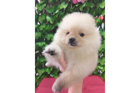 成約済の京都府のポメラニアン-68812の5枚目