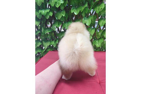 成約済の京都府のポメラニアン-68812の4枚目