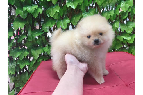 成約済の京都府のポメラニアン-68812の3枚目