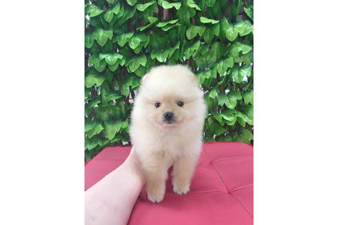 成約済の京都府のポメラニアン-68812の2枚目