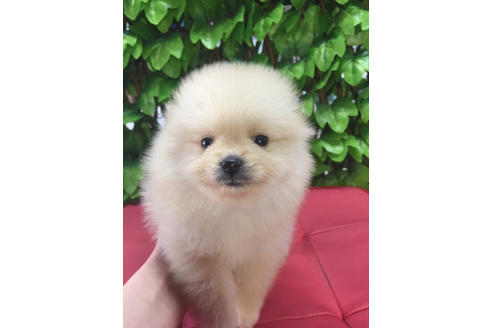 成約済の京都府のポメラニアン-68812の1枚目