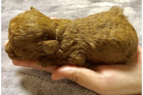 成約済の千葉県のティーカッププードル-68534の3枚目