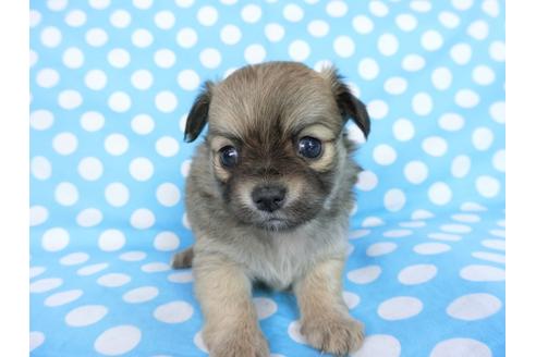 成約済の千葉県のチワワ(ロングコート)-68831